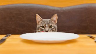 Science Finally Explains Why Your Cat’s A Picky Eater