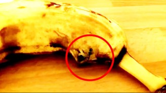 Watch The Terrible Surprise Hiding Inside This Banana (Hint: It’s A Spider)