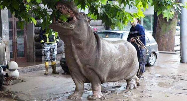 Meet The Hippo Butt Leech