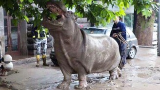 Zoo Animals Roam Free In Tbilisi After ‘Apocalyptic’ Flash Floods