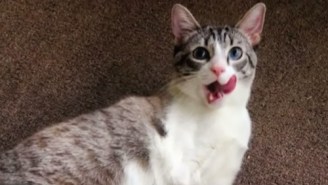 Meet The Two-Pawed Kitty Who Hops Around Like A Bunny
