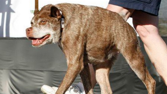 Congratulations To Quasi Modo, The Winner Of This Year’s World’s Ugliest Dog