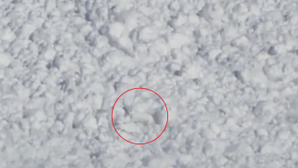 Watch a cute rabbit trying to outrun an avalanche