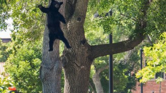 Check Out These Incredible Photos Of A Bear Falling Out Of A Tree