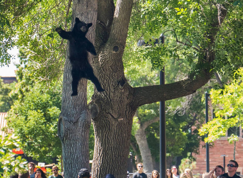Bear Falling Out Of Tree Is The Best Bear