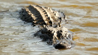 The Alligator Who Ate A Man Last Week Has Been Killed By A Local Hunter