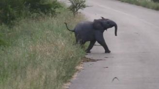 This Elephant Calf Chasing Birds Is The Cutest Thing You’ll See All Day