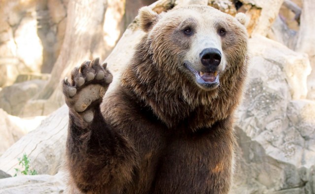 Bare, Bear Feet at the Minnesota Zoo Stock Photo - Image of