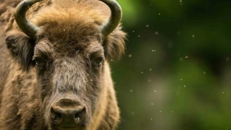 Yellowstone Tourists See A Baby Bison, Promptly Put It In Their SUV