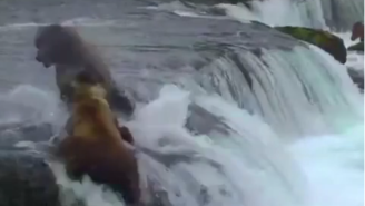 Let’s Watch These Bears Get So Hype When They Start Fighting Over A Fish