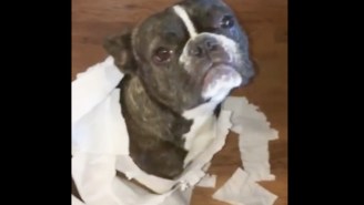 This French Bulldog Got Outed By A Bullmastiff After Making A Huge Mess
