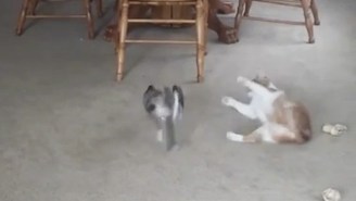 Watch This Fat Cat Get Knocked Over By A #ThugLife Little Dog
