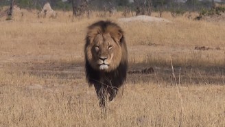 Everything We Know About Cecil The Lion’s Life And Death