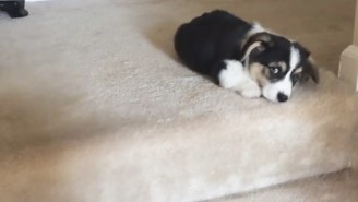 This Sad Corgi Puppy Can’t Get Down The Stairs