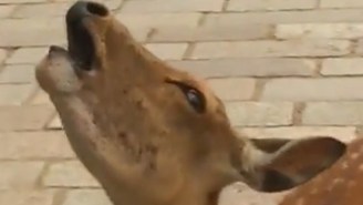 Screaming Deer Are About To Give Screaming Goats A Run For Their Money