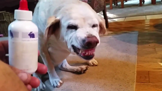 Watch As Denver The Guilty Dog Attempts To Ward Off Her Medicine With Anger