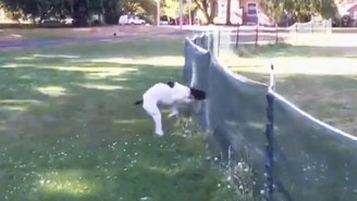 Watch This Dog Execute A Perfect Front-Flip After Bolting Straight Into A Fence