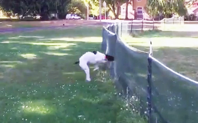 Watch This Dog Execute A Perfect Front-Flip