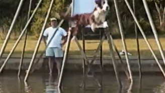 This Dog Sliding Down A Giant Slide That Goes Into A Lake Is Doing It Right