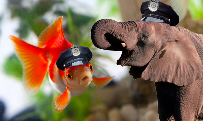 Elephant and goldfish police