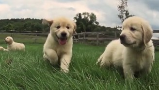 Bookmark This Video Of 21 Frolicking Golden Retriever Puppies In Case Of Emergency