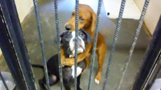 The Internet Saved These Hugging Dogs And Gave Them A Forever Home