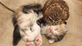 This Kitten And Owlet Best Friend Duo Is The Cutest Thing You’ll See Today