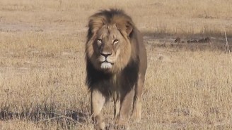 Authorities In Zimbabwe Are Hunting Down The Man Accused Of Killing A Beloved Lion