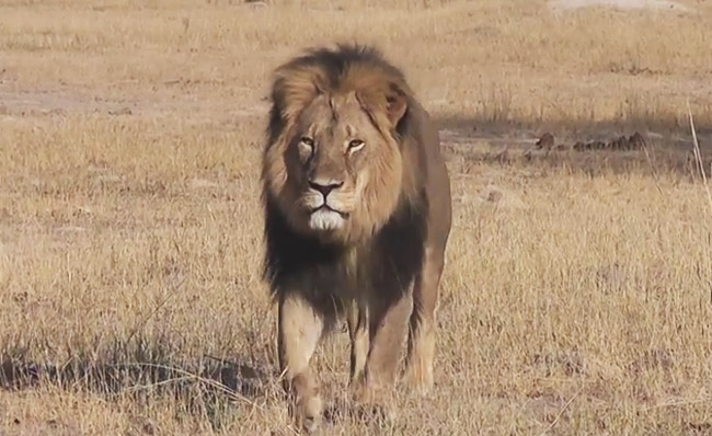 The Dentist Who Killed Cecil The Lion Is Getting Trolled Online