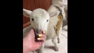 This Lizard Accomplished A Great Escape With An Adorable Lamb Accomplice