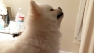 No Creature On Earth Sneezes Quite Like This Pomeranian Puppy