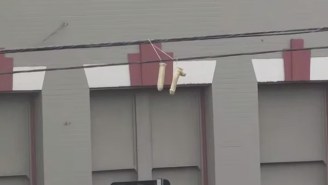 Someone Spent The Weekend Hanging Hundreds Of Dildos From Portland Power Lines