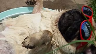 Here’s A Pug Snoring And Farting In A Pug-Sized Swimming Pool
