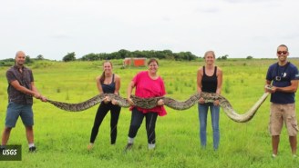 This 18-Foot Python From The Florida Everglades Will Fuel Your Nightmares