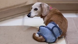 This Look Inside Of A Dog Retirement Home Is The Saddest Thing You’ll See Today