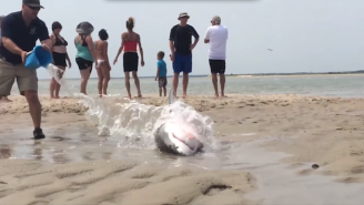 Watch These Beachgoers Rescue a Beached Great White Shark