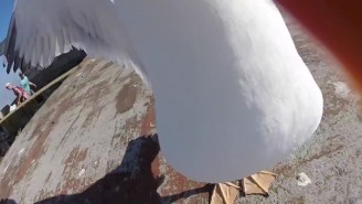 Watch A Seagull Steal Some Guy’s GoPro And Take It For A Ride