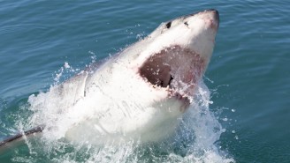 Watch A Terrifying, Vicious Shark Lose His Thunder To A Photobombing Shark