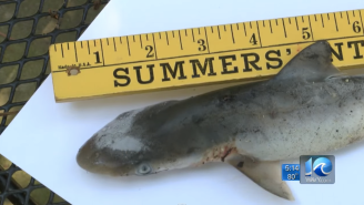 The Sharknado-ing Begins: A Shark Fell Out Of The Sky In Virginia