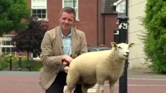 Watch As This BBC Reporter Gets Peed On By A Little Lamb
