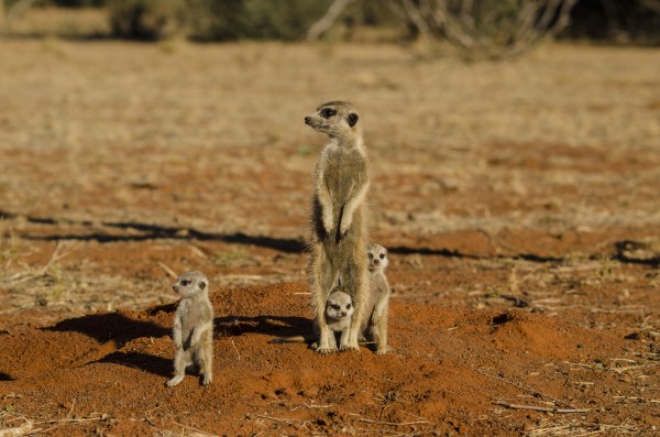 Cute ass meerkats