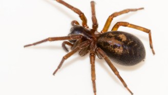 Man Picks Up False Widow Spider, Realizes It’s Poisonous After The Fact