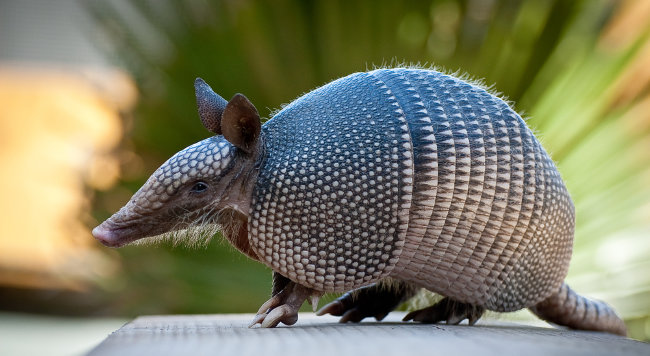 Leprosy Outbreak In Florida Tied To Armadillo Meat