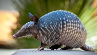 Florida’s Penchant For Eating Armadillos Has Triggered A Leprosy Outbreak