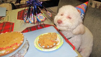 North Korea Used Riley The Stoned Birthday Dog As An Example Of American Inequality