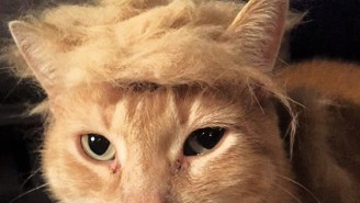 Thank The Internet, Because Putting Donald Trump Hair On Your Cat Is A Thing Now