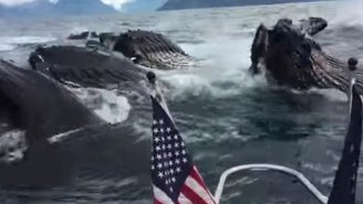 Watch As This Guy Freaks Out Over Witnessing A Group Of Humpback Whales Feeding