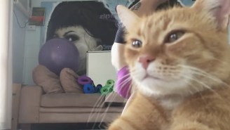 Enjoy Watching This Cat Smugly Ruin Its Owner’s Yoga Video