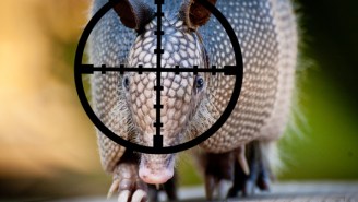 Texas Man Shoots At An Armadillo But Ends Up Shooting Himself Instead