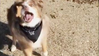 This Australian Shepherd Is Absolutely Terrible At Catching Things
